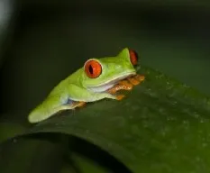 Agalychnis callidryas