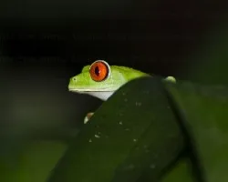 Agalychnis callidryas