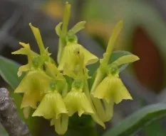 Epidendrum difforme