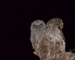 Lechuzas