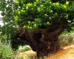 Castaños centenarios