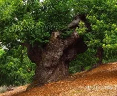 Castaños centenarios