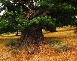 Castaños centenarios