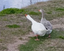 Anser anser