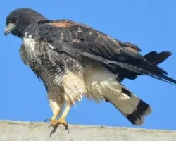 Geranoaetus albicaudatus