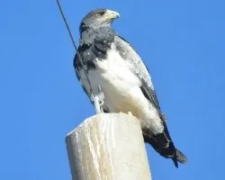 Geranoaetus melanoleucus