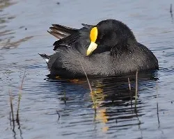 Fulica leucoptera