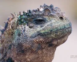 Amblyrhynchus cristatus