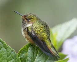 Selasphorus flammula 