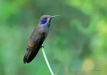 Colibri delphinae