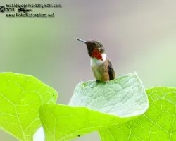 Selasphorus scintilla