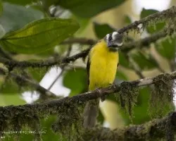 Myiodynastes hemichrysus