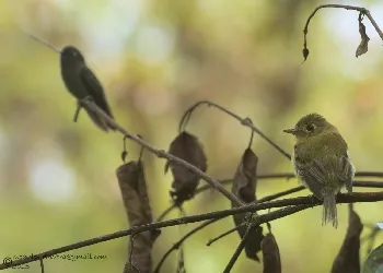 Empidonax flavescens