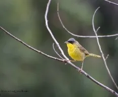 Geothlypis poliocephala