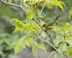 Geothlypis poliocephala
