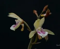 Oaceoclades maculata