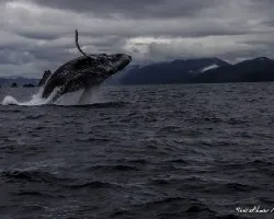 Megaptera novaeangliae