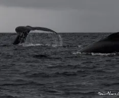 Megaptera novaeangliae