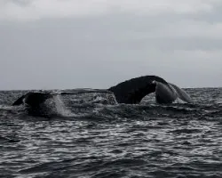 Megaptera novaeangliae