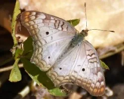 Anartia jatrophae
