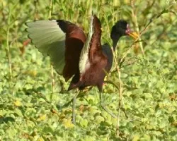 Jacana jacana