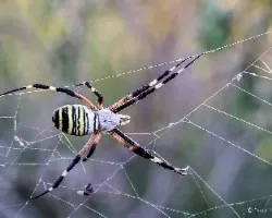 Argiope bruennichi