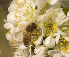Apis mellifera