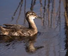 Heteronetta atricapilla