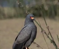 Rostrhamus sociabilis