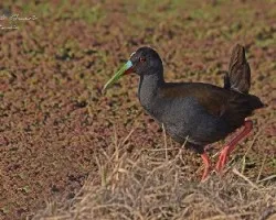 Pardirallus sanguinolentus