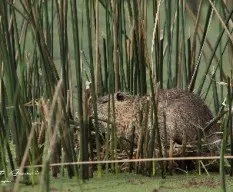 Myocastor coypus