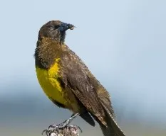 Pseudoleistes virescens