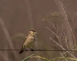 Hymenops perspicillatus