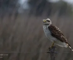 Rupornis magnirostris