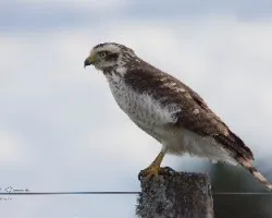 Rupornis magnirostris