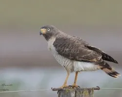 Rupornis magnirostris