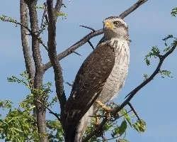 Buteo magnirostris