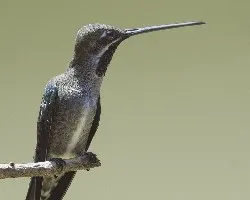 Heliomaster constantii