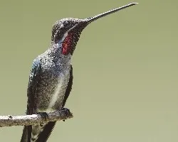 Heliomaster constantii