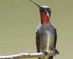 Heliomaster constantii