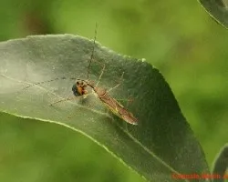 Jemíptero reduvideo