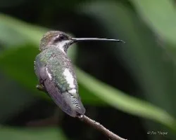 Heliomaster constantii