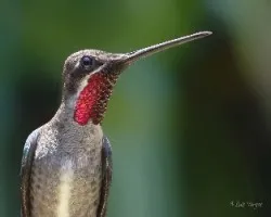Heliomaster constantii
