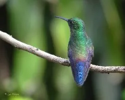 Amazilia saucerrottei