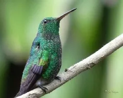 Amazilia saucerrottei