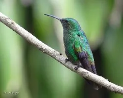 Amazilia saucerrottei