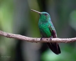 Amazilia saucerrottei