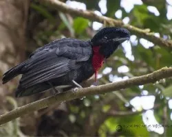 Cephalopterus glabricollis