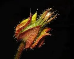 Bristly oxtongue - helminthotheca echioides