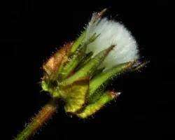 Bristly oxtongue - helminthotheca echioides